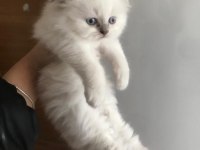 kedilerime yuva arıyorum ciddi alıcılar yazsın