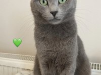 İki minnoş kedi birlikte acil yuva arıyor