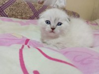 Minik Scottish Fold Yavrum