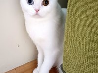 Malzemelerle gözleri çift renk beyaz kedimiz