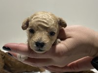 Apricot renk teacup dişi kg garantili poodle