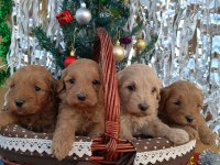 Gerçek maltipoo köpeği yavrularimiz
