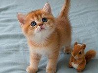 Ankaranın en seçkin golden british shorthair yavruları