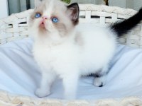 Show kalite exotic shorthair dişi yavrular