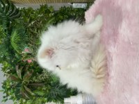 Chinchilla Yavrum Tr Tek Güzeller Güzelim