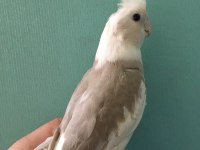 ISLIK CALIYOR %100 EV ÜRETİMİ AKILLI KUKİ ERKEK MEN SULTAN
