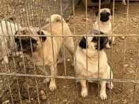 İki dişi ve bir erkek pug