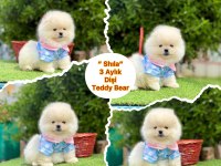 Pamuk Şekeri Pomeranian Boo