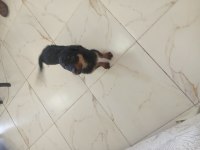 Disi Erkek Rottweiler