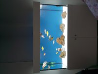 Japon Ve koi Balıkları
