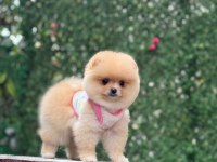 Ayı Surat Pomeranian Boo Yavrumuz