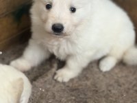 Özel Kan Beyaz Alman Çoban Köpeği