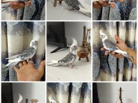 65 Günlük Yavru ev üretimi WF Pearl ele alışkın sultan