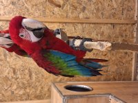 Macaw papağanımız için açıklamayı okuyunuz