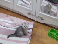 BABADAN 5 KUŞAK ŞECERELİ NS1233 SCOTTİSH YAVRULAR
