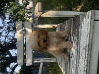 Kıvır kıvır f1 maltipoo