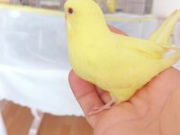 Yavru ve yetişkin çift kuşlar