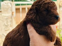 Irk ve boy garantili toy poodle