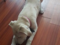 Yavru golden retriever