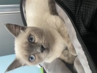 British shorthair blue point