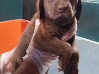 ÜRETİCİDEN A PLUS KALİTE LABRADOR YAVRULAR