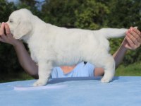 Golden Retriever Yavrular İstenirse Kapınıza Teslim