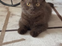 Kehribar gözlü çikolata British Shorthair