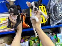 French bulldog orijinal ve sağlık garantili