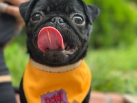 6 aylık siyah pug dişi
