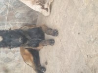 İyinin iyisini arayanlara malinois