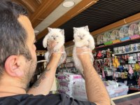 KEDİ DÜNYASINDAN RENK RENK SCOTTİSH YAVRULAR