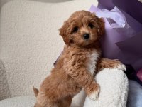 Uygun tüy dökmeyen maltipoo yavrular