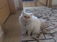 Damızlık baba iran kedisi