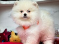 Safkan Pomeranian Boo Bebekler
