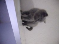 Safkan british shorthair cinsi yavru kedimiz