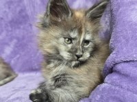 Maine Coon dişi smoke Tortie renk
