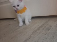 2 aylık british longhair