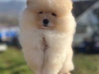 Pomeranian Boo Dişi Ve Erkek Yavrular