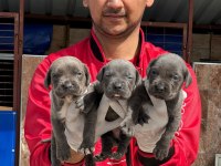 Cane Corso Yavrular