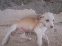 Ücretli sahiplendirilecek köpeğimiz