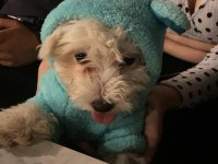 Minnak 0 numara kızım terrier