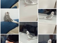 Mükemmel kalitede WF PERL ev üretimi ele alışkın sultan