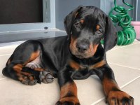 Kalitenin Tek Adresi İnstagram Referanslı Köpekler