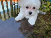 Maltese terrier bebek köpekler