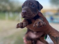 ERKEK KIZIL DOBERMAN YAVRULAR
