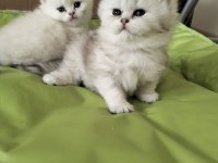 KALİTE BRİTİSH LONGHAİR PAMUK GİBİ DİŞİ