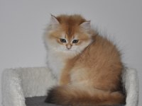 2.5 AYLIK GOLDEN BRİTİSH LONGHAİR ERKEK YAVRU