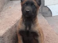 Belçika kurdu malinois