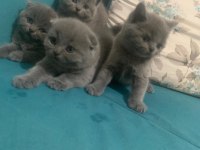Bristh shorthair ve scotih fold yavrularimiz