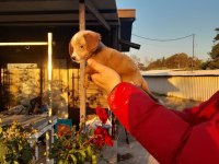 Cavapoo yavru
